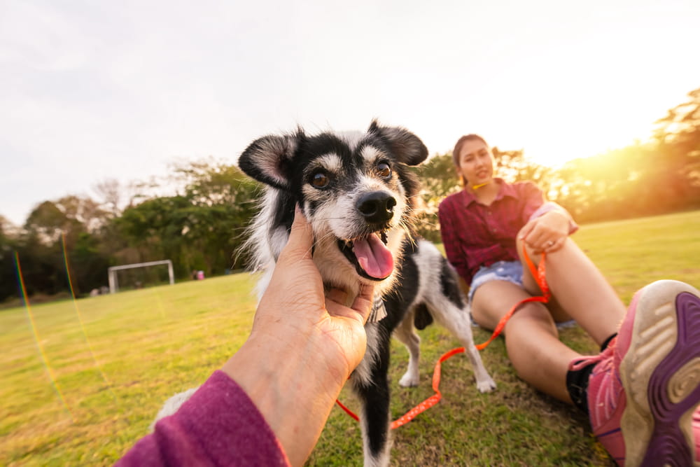 Cute puppy caresses his pretty mouth open in the summer at Ocala parks